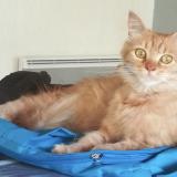 Picture of cat lost at Coux Et Bigaroque Mouzens