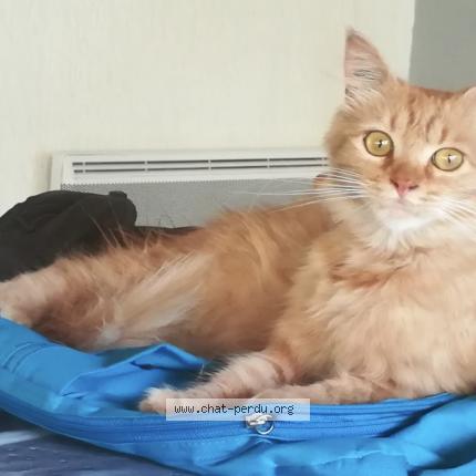 Photo 1/1 Lilou Chat lost in Coux et bigaroque mouzens