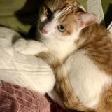 Picture of cat lost at Huelgoat