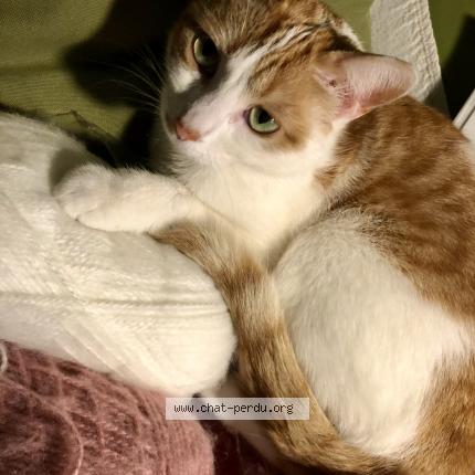 Photo 1/1 BONHEUR Chat lost in Huelgoat