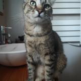 Picture of cat lost at Mougins