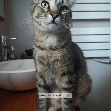 Photo 1/1 Cat reunited Lost in Mougins