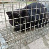 Picture of cat lost at Pavillons Sous Bois