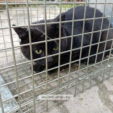 Photo 1/1 Batman Chat lost in Pavillons sous bois