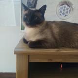 Picture of cat lost at Plougastel Daoulas