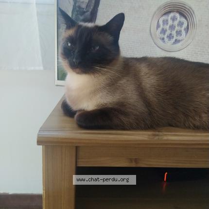 Photo 1/1 Sunny Chat lost in Plougastel daoulas