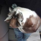 Picture of cat lost at Saint Ciers Sur Gironde