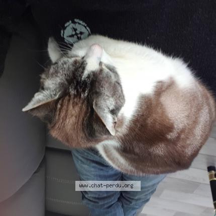 Photo 1/1 Spyke Chat lost in Saint ciers sur gironde