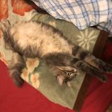 Picture of cat lost at Reims