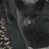 Picture of cat lost at Soulac Sur Mer