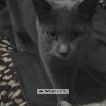 Photo 1/1 Oyat Chat lost in Soulac sur mer