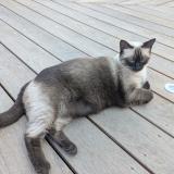 Picture of cat lost at Pietrosella