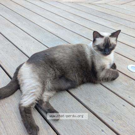 Photo 1/1 Lily Chat lost in Pietrosella