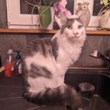 Picture of cat lost at Walbourg