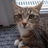 Picture of cat lost at Aytre