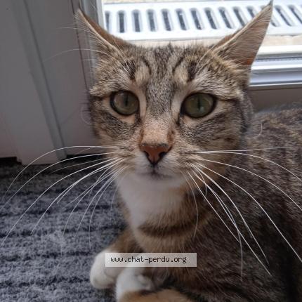 Photo 1/1 FELINE Chat lost in Aytre