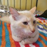 Picture of cat lost at Saint Julien Le Montagnier