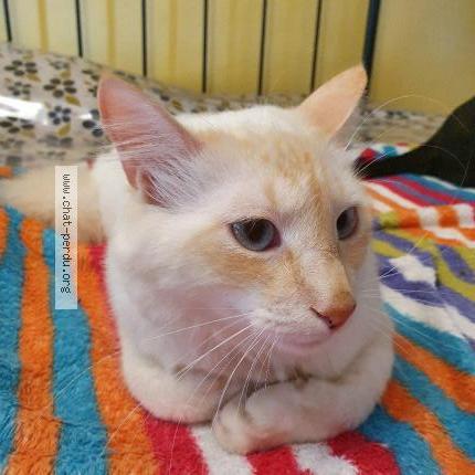 Photo 1/1 Milky Chat lost in Saint julien le montagnier