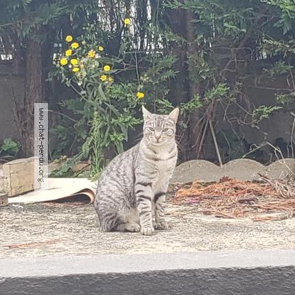 Photo 1/1 Pa Chat lost in Orleans