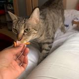 Picture of cat lost at Aubervilliers