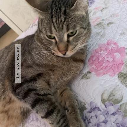 Photo 2/2 Choubidou raimbow Chat lost in Aubervilliers