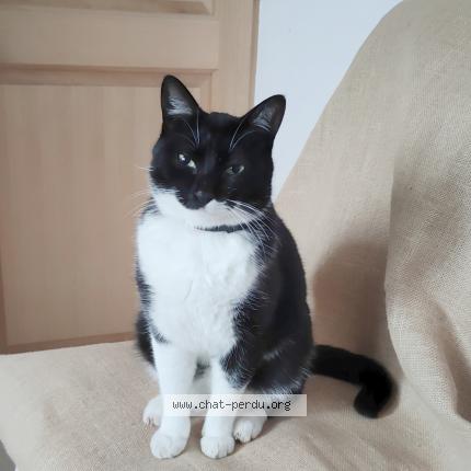 Photo 1/1 Skaty Chat lost in Bressols