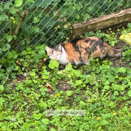 Foto einer verlorenen Katze in Onex