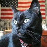 Picture of cat lost at Saint Pierre Montlimart