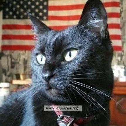 Photo 1/2 Dory Chat lost in Saint pierre montlimart