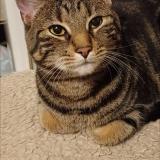 Picture of cat lost at Francorchamps