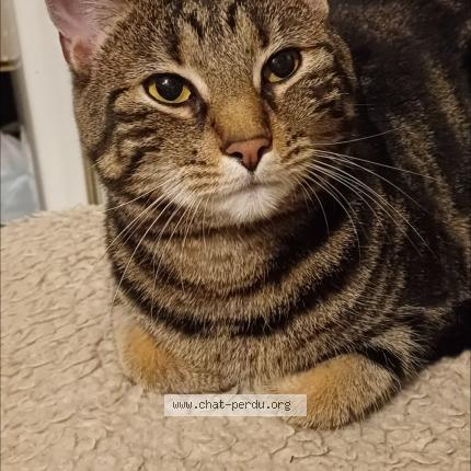 Photo 1/1 Arsouille Chat lost in Francorchamps