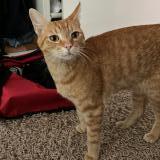 Picture of cat lost at Bruxelles