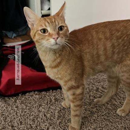 Foto 1/1 Manua Kat vermist in Bruxelles