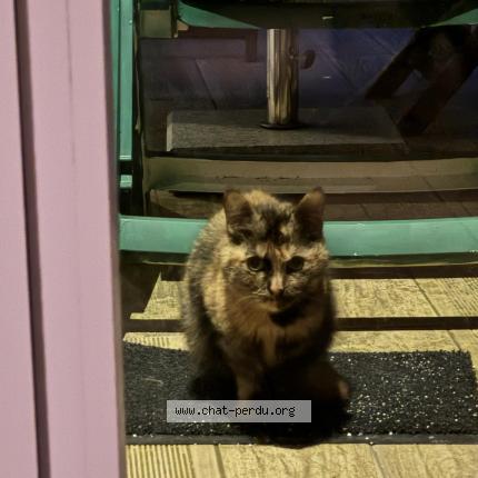 Foto 1/2 Kat teruggevonden Gevonden in St Stevens Woluwe