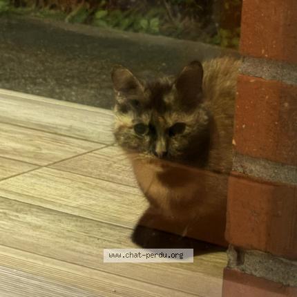 Foto 2/2 Kat teruggevonden Gevonden in St Stevens Woluwe