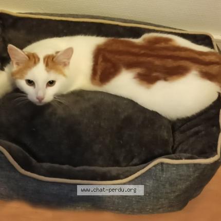 Photo 1/1 MILKY Chat lost in Dax