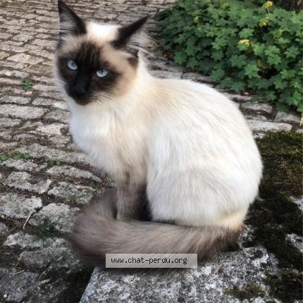 Photo 1/1 Cat reunited Lost in Val de meuse montigny le roi