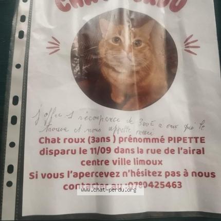 Photo 1/1 Pipette Chat lost in Limoux