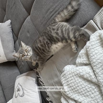 Foto einer verlorenen Katze in Montreux