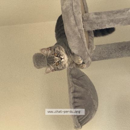 Foto 2/2 Wiedergefundene Katze Verloren in Montreux