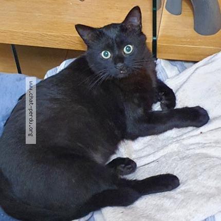 Photo 1/1 Cat reunited Lost in Nantes