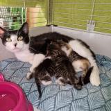 Picture of cat lost at Liege 1