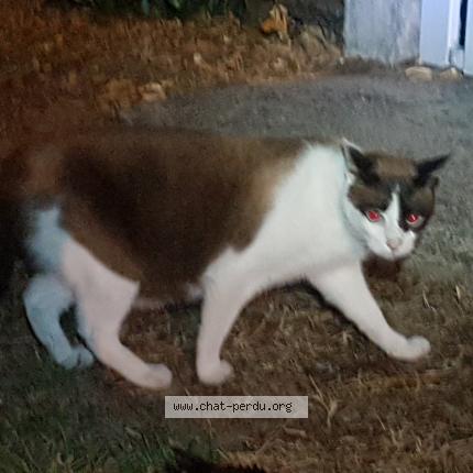 Photo 1/1 Found cat Found in Mimizan
