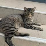 Picture of cat lost at Villiers Saint Frederic
