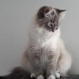 Picture of cat lost at Marseille