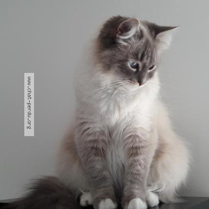 Photo 1/1 PLUME Chat lost in Marseille