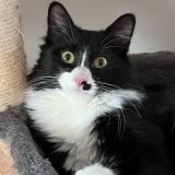 Picture of cat lost at Saint Ave