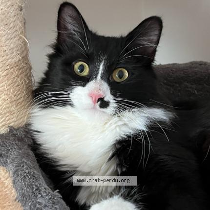 Photo 1/1 Artemis Chat lost in Saint ave