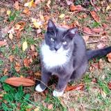 Picture of cat lost at Maurepas