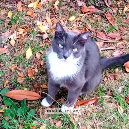 Photo 1/1 Guyzmo Chat lost in Maurepas